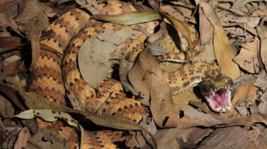 Incroyables serpents (6).jpg