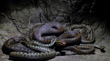Incroyables serpents (3).jpg