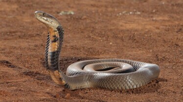 Incroyables serpents (4).jpg
