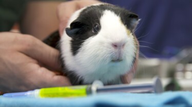 La clinique des animaux exotiques (1).jpg