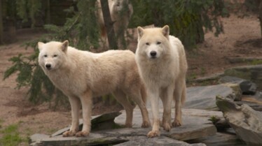 Une saison au zoo saison 8 (10).jpg