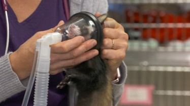 La clinique des animaux exotiques (1).jpg