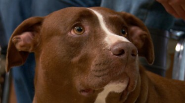 L'incroyable Dr Pol  (1).JPG