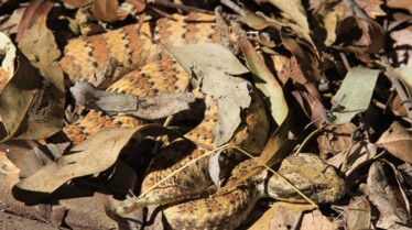 Serpents en embuscade (1).jpg