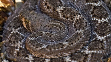 Serpents en embuscade (2).jpg