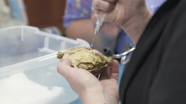 La clinique des animaux exotiques (3).jpg