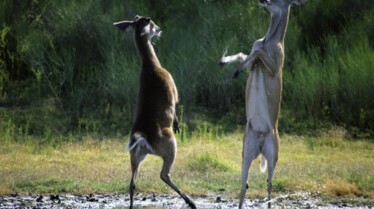 Les animaux déraillent (2).JPG