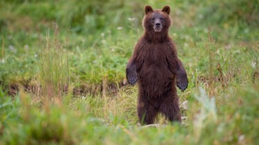 Les animaux déraillent.jpg