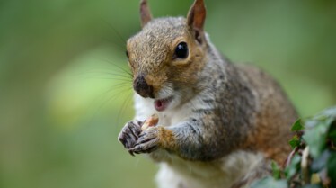 Les animaux déraillent (1).jpg