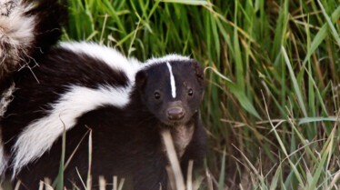 Les animaux déraillent (3).jpg