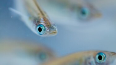 Les zarbis de l'ocean (1).jpg