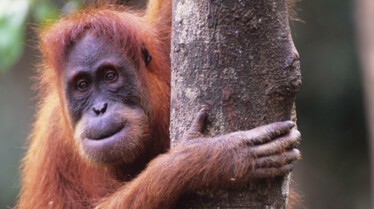 Les animaux déraillent (1).jpg