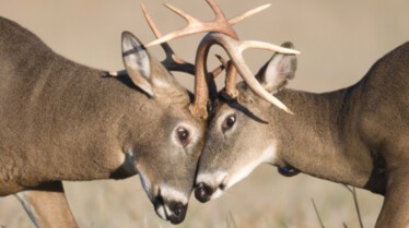 Les animaux déraillent (2).jpg