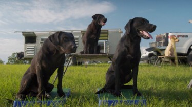 Une vie de chien (14).JPG