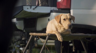 Une vie de chien (15).JPG