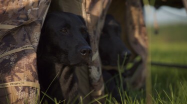 Une vie de chien (16).JPG