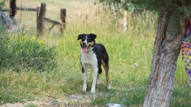 Une vie de chien (4).jpg
