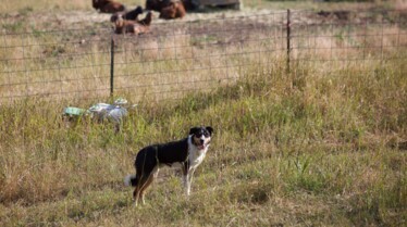 Une vie de chien (5).jpg