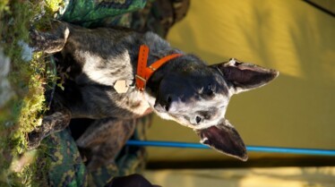 Une vie de chien (7).jpg
