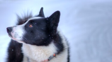 Une vie de chien (19).jpg