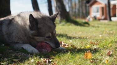 Une vie de chien (3).JPG