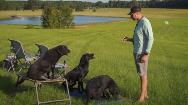 Une vie de chien (3).JPG