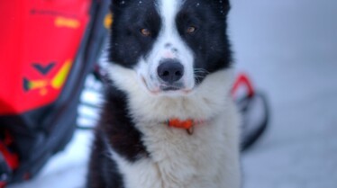 Une vie de chien (2).jpg