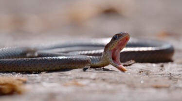 Snakes in The City (2).jpg