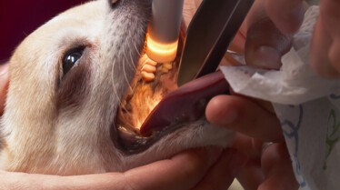 Incroyable Dr Pol (2).JPG