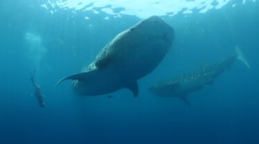 SeaOfHope-AmericasUnderwaterTreasures_10_b08163cd778d14b6f4706f168b18e7db2b0c0072.jpg