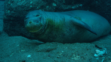 SeaOfHope-AmericasUnderwaterTreasures_35_2001b58b7220a44508cfeca8b03bb516eb8ecedd.jpg