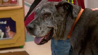6318_TheInedibleDrPol_IncredibleDrPolComps_LR_02_fbfa16a941e582327a7ae2776e878c53f9ee813c.JPG