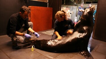 Une saison au zoo saison 9 (9).jpg