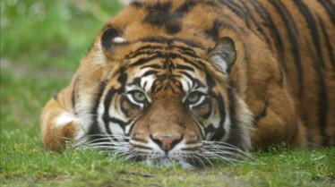 Une saison au zoo saison 9 (4).jpg