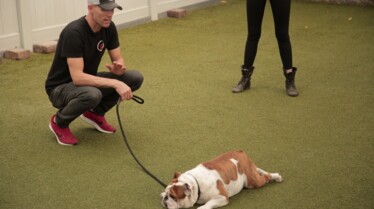 Dog Impossible (4).jpg