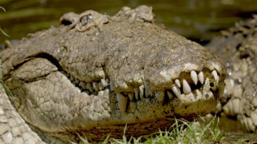 Crocos vs Requins (2).jpg