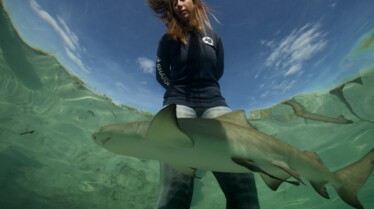 Gang des requins (1).jpg