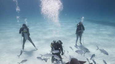 Gang des requins (2).jpg