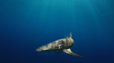 La vie secrete des requins citrons (1).jpg
