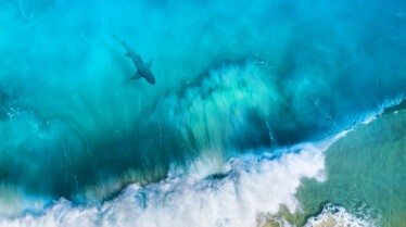 La vie secrete des requins citrons (2).jpg