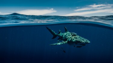 Les requins vu du ciel (1).jpg