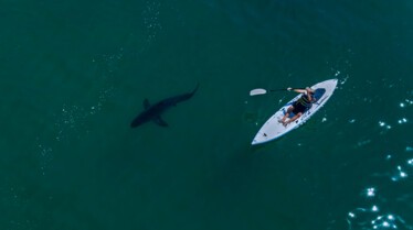 Les requins vu du ciel (3).jpg