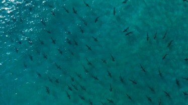 Les requins vu du ciel (4).jpg