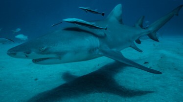 Les requins vu du ciel (5).jpg