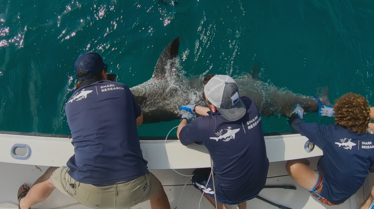 Requins du Triangle des Bermudes (1).tif
