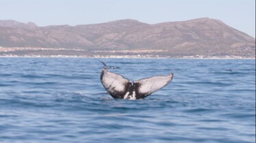 Requins vs Orque (3).JPG