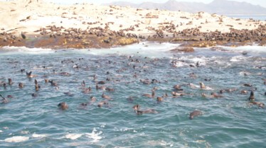 Requins vs Orques (1).JPG