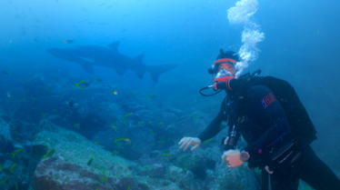 Shark Beach (1).tif