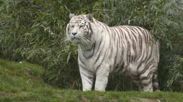 Une saison au zoo saison 8 (13).jpg