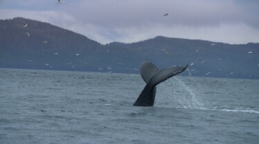 Alaska Seuls au monde saison 4 (7).jpg